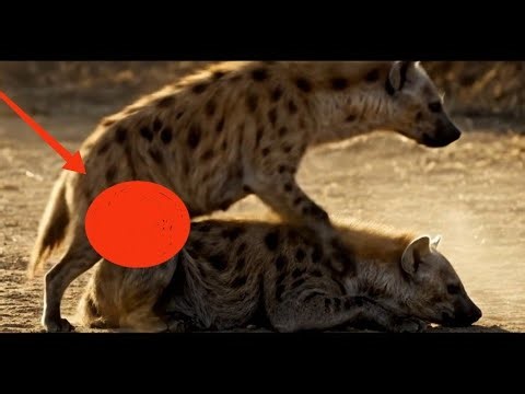 Hyena Mating Ritual Exposed || Female Dominance & Shocking Secrets 😱