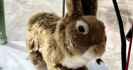 Robo-Kaninchen sollen Python-Invasion in Florida aufhalten