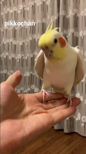 小鳥の歌を歌うインコ💕