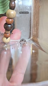 Mini RoboMuppets on Reels