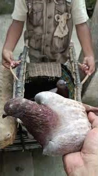 SETELAH DIMANDIKAN MERPATI BALAP GIRING KERAS