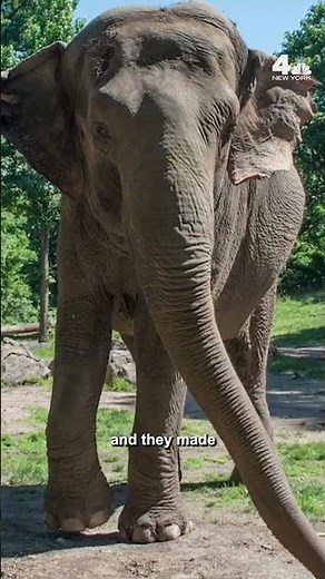 Happy, Bronx Zoo elephant, dies at 55 | NBC New York