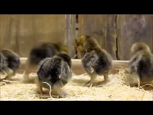 Mille Fleur d'Uccle Bantam