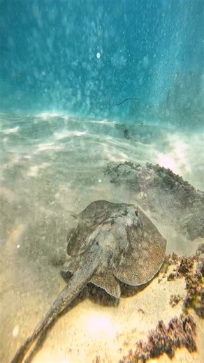 5.8K views · 302 reactions | In Southern California, round stingrays are a natural part of the shallow kelp ecosystem. They cruise the sandy patches between kelp stalks, feeding on invertebrates and helping keep the seafloor community in balance | Jays Visions | Facebook