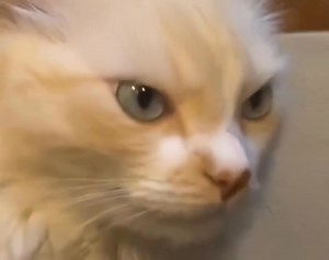 My face in any place with a lot of people.😐 | Ｄｉｓｔｒａｃｔｉｏｎ