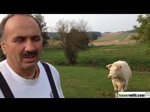 Bauer Robert und seine Charolais Rinder