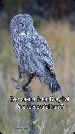 4K reactions · 100 shares | The Great Grey Owl — the ghost of the forest. I found this one perched and waited about an hour before it finally swooped down and caught a vole. Watching it hunt in complete silence was incredible. #WildlifePhotography #greatgreyowl #BirdsofPrey #NatureBrilliance #ExploreWildlife #NaturePerfection #WildlifePlanet #birdfreaks #birding | Wildlifebyhayden | Facebook