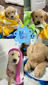 Our first bath🥰🥰🥰 #goldenpuppy #goldenretrieverpuppy #puppyschool #trainingapuppy #labradorpuppy #puppies #goldenretriever #goldenretrieverpuppies #labpuppy #howtotrainapuppy #puppybrain #dogtrainingadvice #dogbreeder #puppytrainingtips #goldensofinstagram #goldenretrieverlovers #goldenretrieverpuppies #puppiesofinstagram #puppylove #dogstagram #instadog #doglovers #ilovegoldenretreivers #retrievers #love #goldenpuppy #puppies #creamgoldenretriever #goldenretriever_feature #goldenretrieveroft