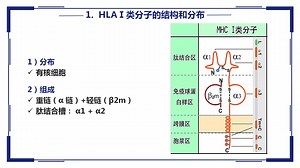 MHC分子
