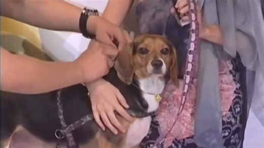 古早比格犬受害者，小S：养到烂狗！！！