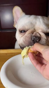 12K views · 71 reactions | DOG ASMR EATING SHOW ~ PETS ASMR EATING SHOW ~ DOG EATING DURIAN EATING SHOW~ ［LONG］ CR 小红书视频：@张美丽 #asmr #asmreatingshow #asmrspunds #pets #animals #dog | Mukbang Eating Show | Facebook