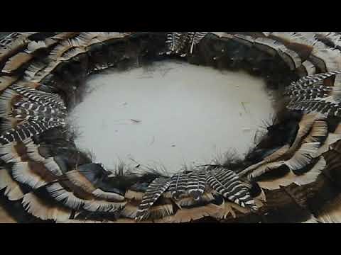 Making a turkey feather wreath