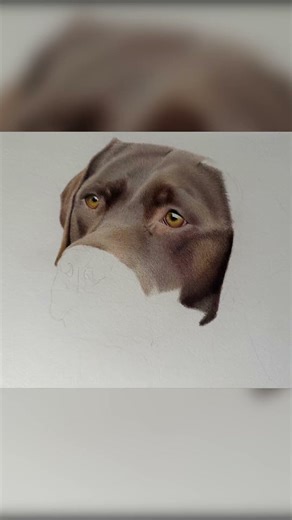 Realistic Labrador Portrait #coloredpencil #colouredpencildrawings #labrador #crufts