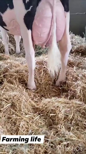 2.2K views · 167 reactions | Toper breed ❤️ high quality cow bigges udder #holstein #reels #viral #cow | Farming .Life | Facebook