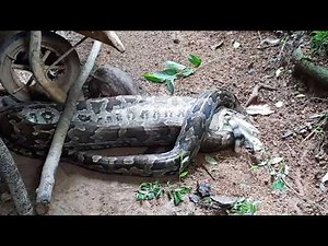 Python Eats a Cat