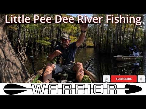 Pee Dee Swamp MONSTERS! 🌿 Giant Bream & Shellcrackers Caught