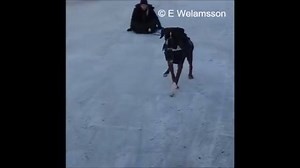 4.3K views · 27 reactions | Some dogs pull sleds, others play with them. | Fails | Facebook