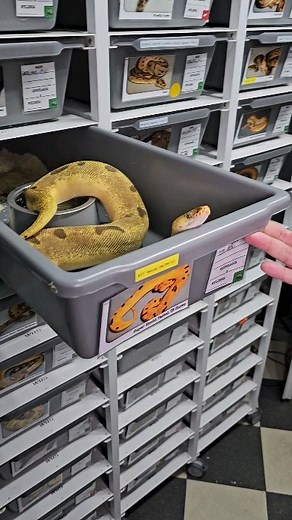 151K views · 60 comments | Super enchi pastel yb clown female feeding ☠️#royalpythons #ballpythonlove #beardeddragon #reptilebreeder #snek #morph #leopardgecko #petsnake #herpetology #animal #morphs #cornsnake #snakelove #reptilelove #livingart #ballpythonofinstagram #snakelovers #reptilesofinsta #serpent #ballpythonsnake #nature #ballpythonlover #babyballpython #snakesofinsta #crestedgecko #ballpythonmorphsofinstagram | Xclusive ball pythons | Facebook