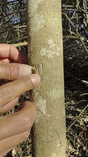 3 Steps to Master Bark Grafting, Double Survival Rate