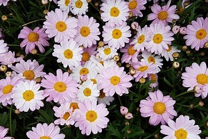13 bright and beautiful daisies that will add colour to your garden