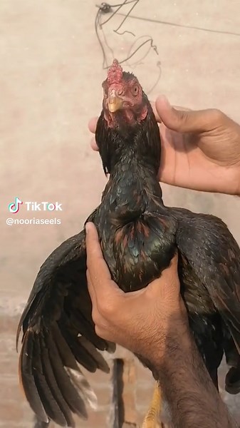 Home Bred Patha: A Unique Look at Noori Aseel