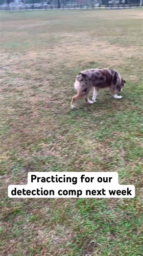 #australianshepherd #detectiondog #detectiondogs #narcotics control #drugdogs