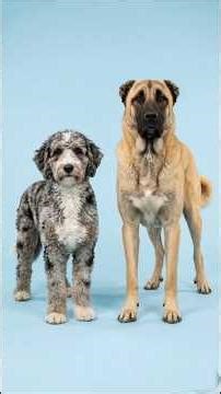 Aussiedoodle + Giant Dogs… What Happens? | Bio Merge