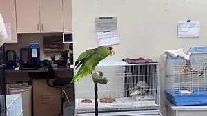 1K views · 43 reactions | REMINDER: PARROT CARE CLASS THIS SUNDAY,...