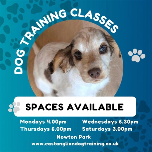 Why Join Our Dog Training Classes? 🐾 At East Anglian Dog Training, we believe every dog deserves the best start in life. Our classes are designed to help your dog thrive — and to give you the skills to enjoy a happier, more relaxed life together. ✨ Here’s why owners love training with us: ✅ Friendly, expert trainers who truly care ✅ Fun, positive training methods (no harsh techniques!) ✅ Build confidence & improve behaviour in real-life situations ✅ Meet other local dog lovers in a supportive c