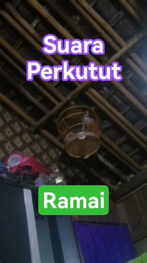 perkutut lokal #perkutut #lokalalam #warna #katuranggan #kungmania #kung #perkututtuban #kicaumania
