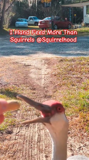 You'll never see another Channel as unique ‪@Squirrelhood‬ - guaranteed