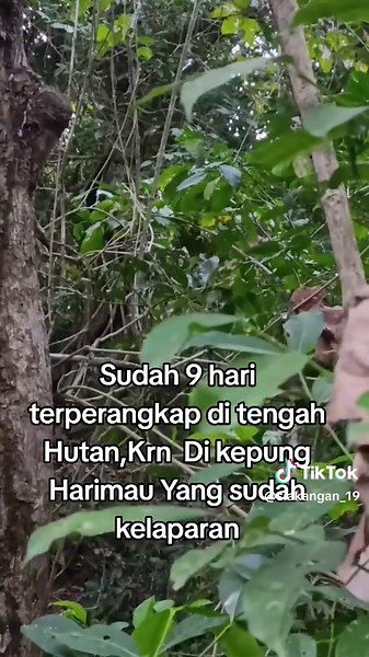 Exploring the Sumatran Tiger in Its Natural Habitat