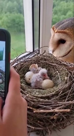 Baby owls hatching in nest 🥺🦉💛 | Mom owl watching silently
