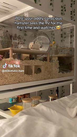 Hamster watches TV for the first time