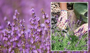 Gardening tips: Expert on how to grow lavender at home