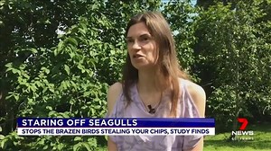 33K views · 33 shares | Within seconds of spying your chips, hungry seagulls can turn an innocent beachside lunch into a horror of claws and feathers. Now scientists believe they've found a way to stop the brazen birds stealing your lunch. www.7NEWS.com.au #7NEWS | 7NEWS Brisbane | Facebook