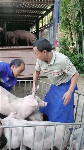 How to Safely Load Piglets Into a Truck Without Stress or Injury