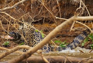So Scary! See the Horrific Moment a Jaguar Brutally Slayed an Alligator After Pouncing from a River Bank (Photos)