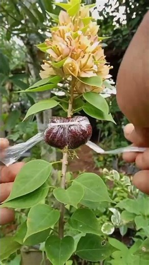 Multiply Plants Easily 🌿 | Amazing Result 😍