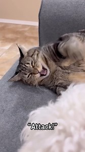 47K views · 1.9K reactions | When the grumpies make you ATTACK! #pet #petsofinstagram #cutecat #cat #family #mommyandme #funny #cats #cutecats #grumpy | Aymie Herman And Family | Facebook