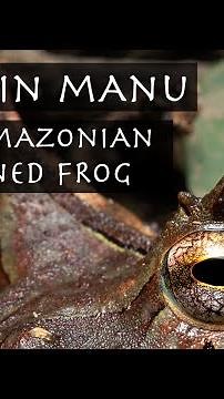 Made in Manu: The Amazonian Horned Frog