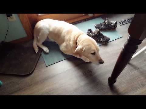 Labrador In Trouble for Eating Rabbits
