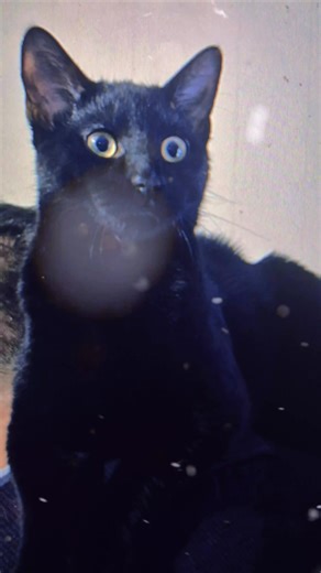 cadet Perry-Patterson (@pwfr2)’s videos with Black Betty - Single Edit - Spiderbait