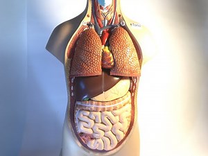 CCC Online Biology Lab - Human Torso Model Labeled