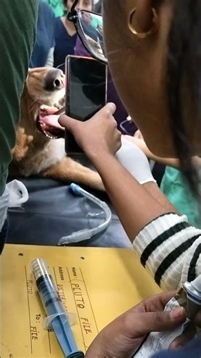 How to insert an endotracheal tube in a dog#dog #motivation #dogblood #dogleg #doganxiety
