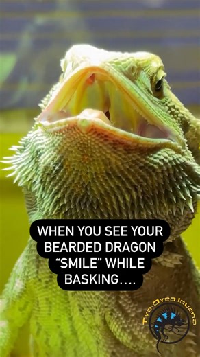 Have you ever seen your bearded dragon smile like this while in its basking spot? 😃 It's actually a good thing and means you've provided enough heat for their basking spot. So in this case, a smiling beardie definitely means it's a HAPPY beardie! 😁 #smile #happy #sundayfunday #petcare #tips #beardeddragon #lizard | The Tye-Dyed Iguana