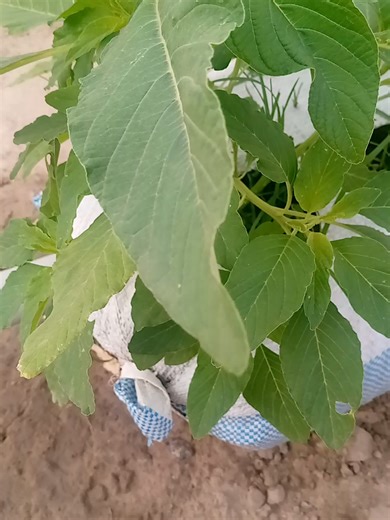 No farmland?, No problems! These vegetables grow very well in sacks. Perfect for backyard farming and small spaces. Vegetables that perform best in ssacks: Most leafy and fruit vegetables. ##Sackgardening ##homegardening #vegetablefarming ##backyardgardening