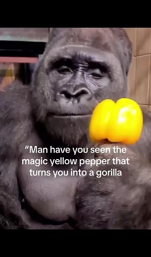 Gorilla Antics: Sticking Tongues Out on This Day