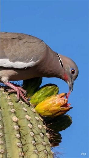 the iconic saguaro fruit of the Desert in North America