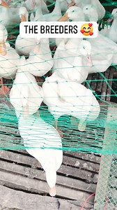 Excited magswimming yarn 😁 | Agri Engr Trish